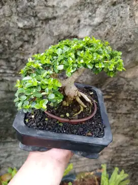 Bonsai sancang hias istimewa sekali