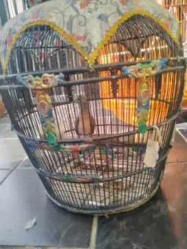 Jual perkutut bangkok