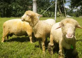 Domba Merino kambing kurban qurban morino marino