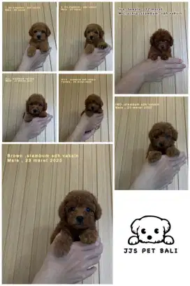Toy poodle lucu super red