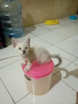 Lepas adop anak kucing betina ras siam