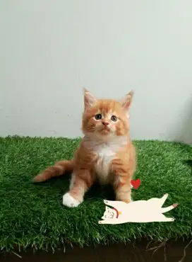 Open Booking kitten MaineCoon betina pure. Induk ped CFA Maine Coon