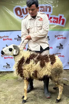 Jual domba qurban/kurban, GRATIS ONGKIR