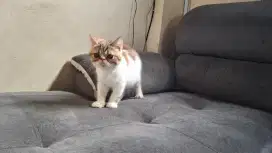 Kucing Exotic betina