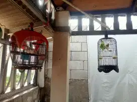 Jual burung tekukur albino dan kenari hijau extrajos