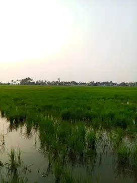 Dijual Tanah Sawah di Pakuhaji Tangerang