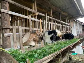 Kambing Kurban / Qurban idul adha sehat aman siap antar
