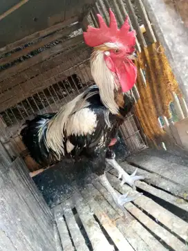 Jago pelung jalak susu