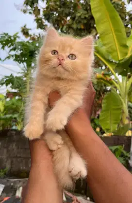 Kucing Persia bulet