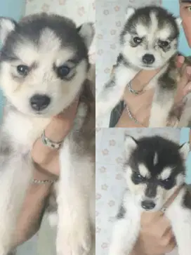 Siberian Husky Pupy Jantan