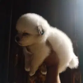 Anakan anjing maltese mix pom