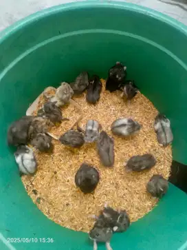 Hamster jinak tidak gigit