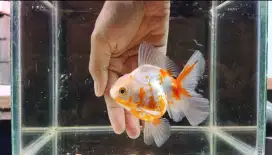 ikan koki oranda rosetail
