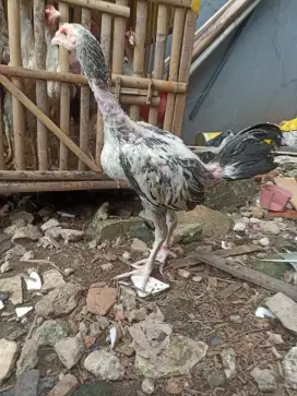 Ayam bangkok mangon jalak salju