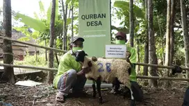 Jual domba qurban/kurban, GRATIS ONGKIR