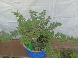 Jual bahan bonsai santigi mawar super