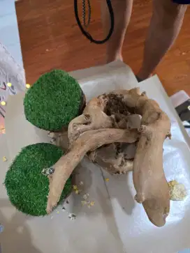 Tangkringan burung kuat, kokoh, bonus bueung jinak