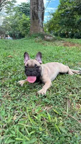 French Bulldog Betina 4 bulan Big Head, Big bone