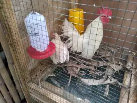 Ayam Kate 3 pasang + 1 Jago