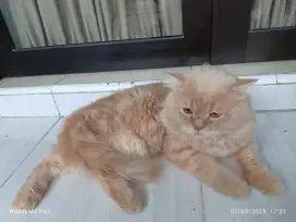 BSH British Longhair mungkin ragdol
