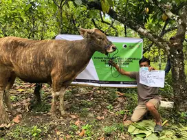 Jual sapi qurban/kurban, GRATIS ONGKIR