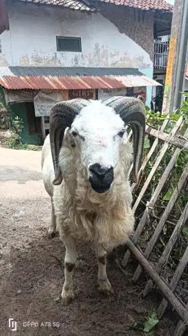 Jual kambing buat qurban harga murah langsung peternak