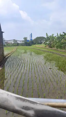 Sawah produktif
