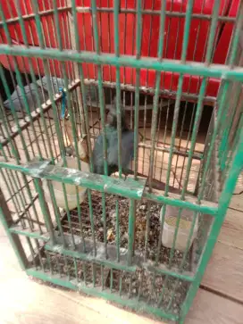 Jual burung campring jantan