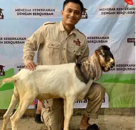 Jual kambing jawa qurban/kurban, GRATIS ONGKIR