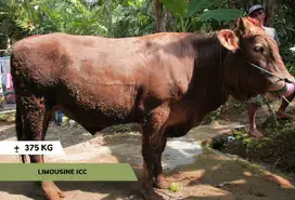 Jual sapi SUPER qurban/kurban, GRATIS ONGKIR