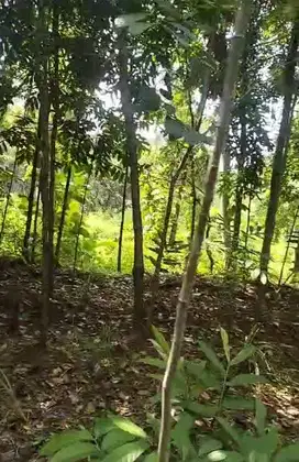 Tanah kebun murah Cihaur Ciawigebang Kuningan