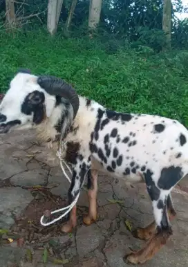 Domba qurban 2,5jt sd 3,5jt