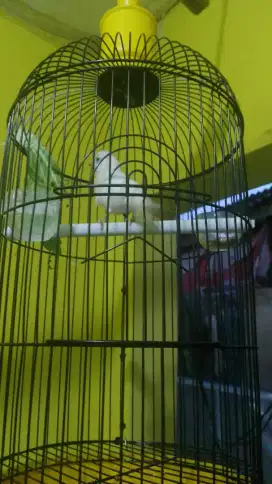 Kenari gacor dor