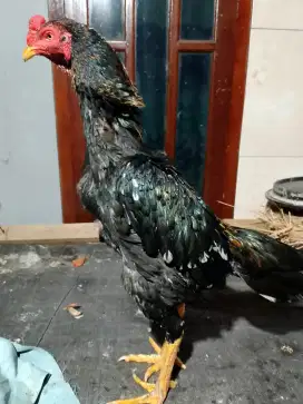 Ayam BK joss gandos
