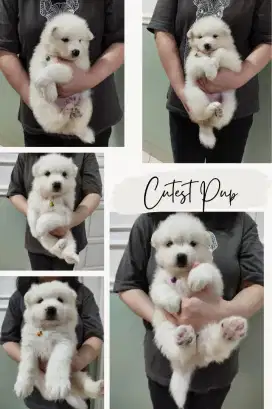 Jual Puppies Samoyed Stamboom Big Bone