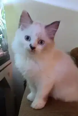 Kucing persia kitten
