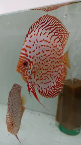 Ikan hias discus red pigeon blood