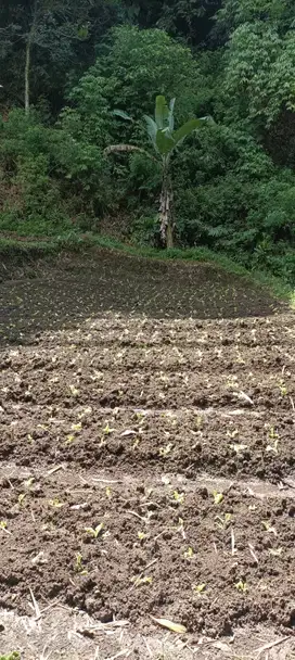 tanah kebun sangat murah Di sayap Cimahi Cihanjuang rahayu