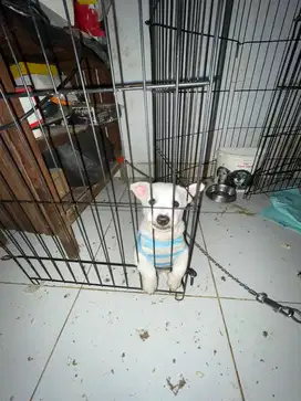 Jual Puppy lucu pom x tekel
