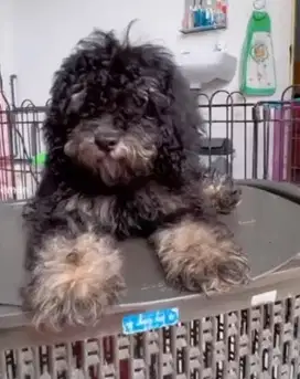 Dijual anjing poodle betina murah