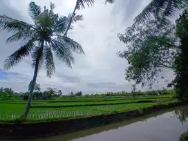 RICE FIELD AND RIVER VIEW LAND FOR LEASE IN SINGAPADU TENGAH - UBUD