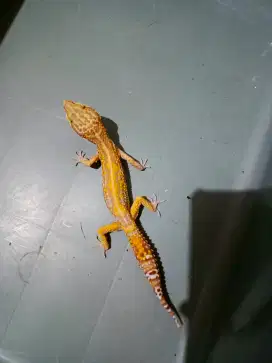 leopard gecko jinak