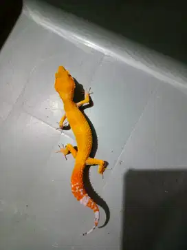leopard gecko indukan