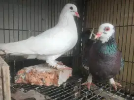 merpati plontang jembros