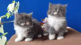 British LongHair Jantan Dan Betina