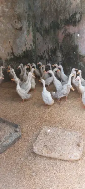 Jual bebek pedaging