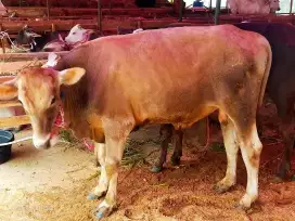 Dijual sapi dan domba qurban ekonomis amanah banyak pilihan