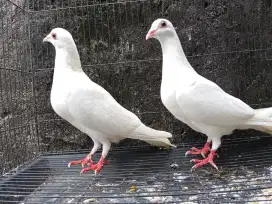 Sepasang Merpati Pos Putih