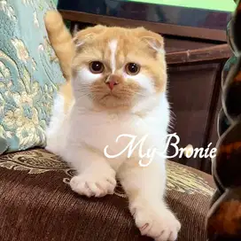 Kucing scottish fold betina 5 bulan