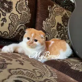 Kucing scottish fold betina 5 bulan